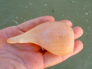 Paper fig Sanibel shell