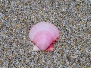 Pink scallop shell