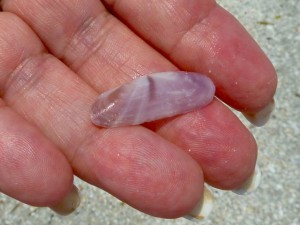 Purplish Tagelus seashell