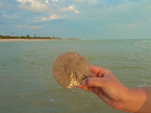 Sand dollar gulf Sand dollar gulf