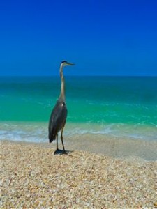 Sanibel Great Blue Heron Bird