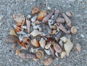 Sanibel lighthouse shells Sanibel lighthouse shells