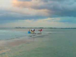 Sanibel shelling sunset paints Sanibel shelling sunset paints