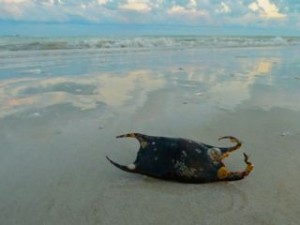Sanibel skate egg case