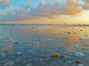 Sanibel sunset oyster drill