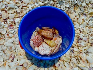 Shell Bucket