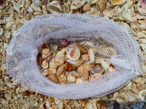 Shell bag