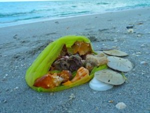 Stephanie seashells