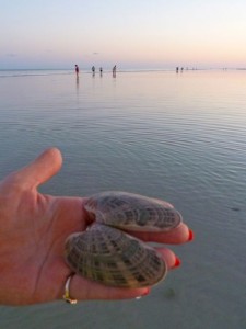 Sunray Venus clam shell Kelly