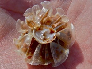 Tulip Egg Casing Tulip Egg Casing