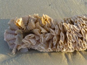 Tulip Egg case Tulip Egg case