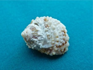 Turban shell Turban shell