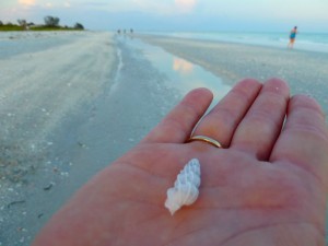 Wentletrap seashell Wentletrap seashell