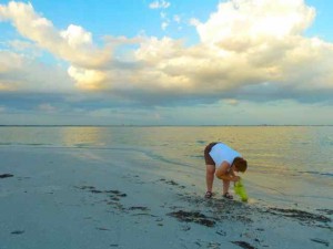 Yellow Sanibel clouds shell Yellow Sanibel clouds shell