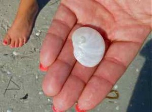 baby's ear chablis Sanibel baby's ear chablis Sanibel
