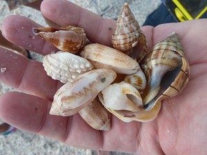 clark giveaway shells clark giveaway shells