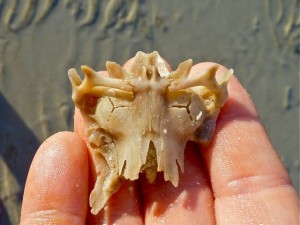 crucifix shell half