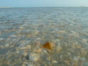 fightiing conch in shallow fightiing conch in shallow