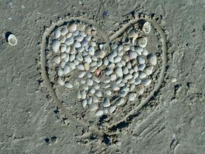 i Heart Shells i Heart Shells