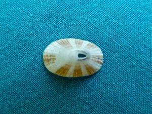 keyhole limpet shell keyhole limpet shell