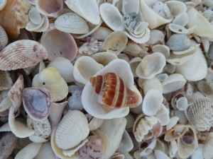 kings crown in shells kings crown in shells