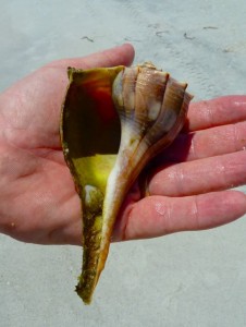 lightning whelk aperture lightning whelk aperture