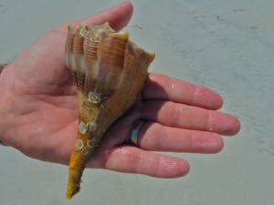 lightning whelk clark lightning whelk clark