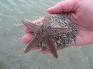 live Starfish live Starfish