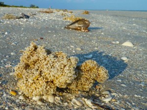 murex egg case murex egg case