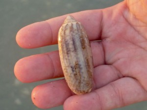 olive hand olive hand