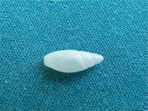 rice olive shell rice olive shell