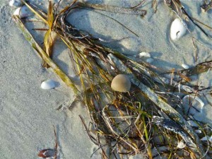 sea bean sea weed sea bean sea weed