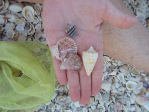seashells by patty seashells by patty