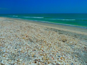 shells on Sanibel by bayou