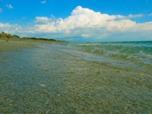 surf shells sanibel