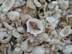 true tulip in shell pile true tulip in shell pile