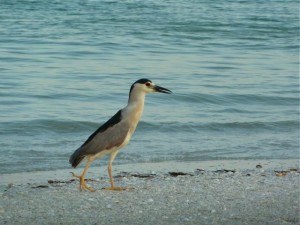 Black-Crowned Night Heron Sanibel Black-Crowned Night Heron Sanibel