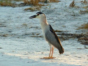 Black Crowned Night Heron on Beach Black Crowned Night Heron on Beach