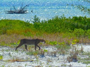 Bobcat on Florida Beach