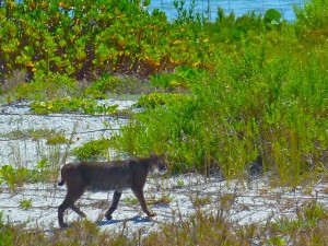 Bobcat on North Captiva Beach
