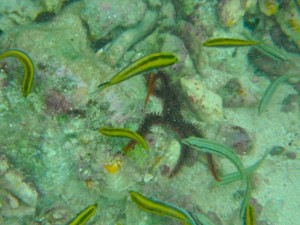 Brittle Star Big Pine Key