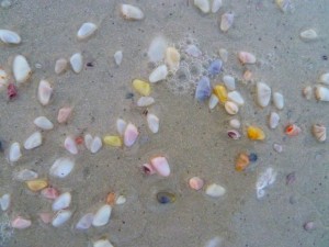 Coquinas on the beach