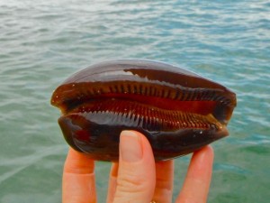 Deer Cowrie over water