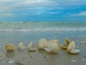 Dosinias on the beach