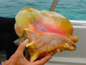 Empty Queen Conch Empty Queen Conch