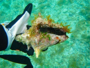 Empty juvenile queen conch aperture Empty juvenile queen conch aperture