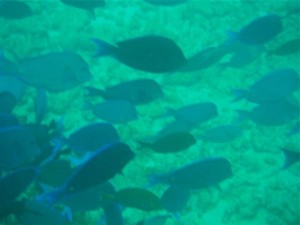 Fish in Florida Keys Fish in Florida Keys