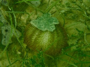 Green Variegated sea Urchin