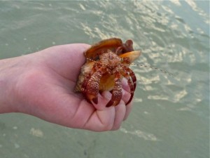 Hermit crab fights from conch