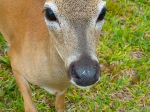 Key Deer